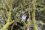 Moerputten-113