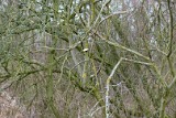 Moerputten-115