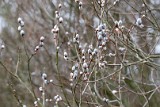Moerputten-117