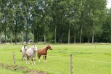 natuur-107
