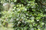natuur-109
