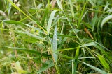 natuur-112