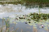 natuur-113