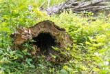 natuur-120